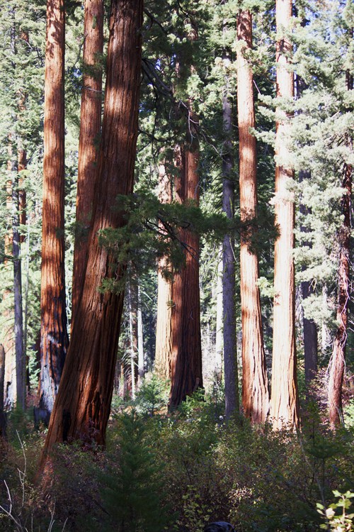 Trail in Giant Forest © Elsah Cort