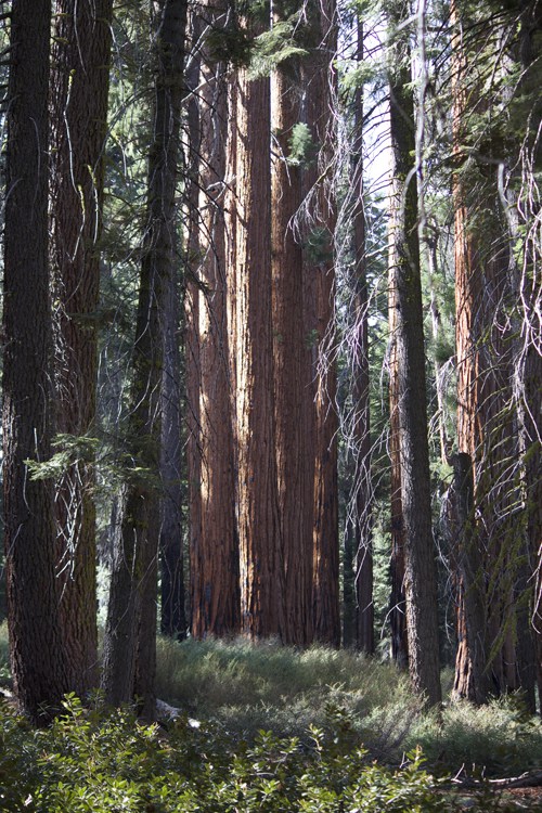 Giant Forest © Elsah Cort