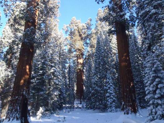 General Sherman Tree With Snow